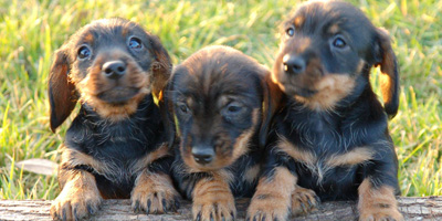 Fotos de perros