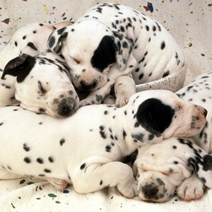 Razas de perros